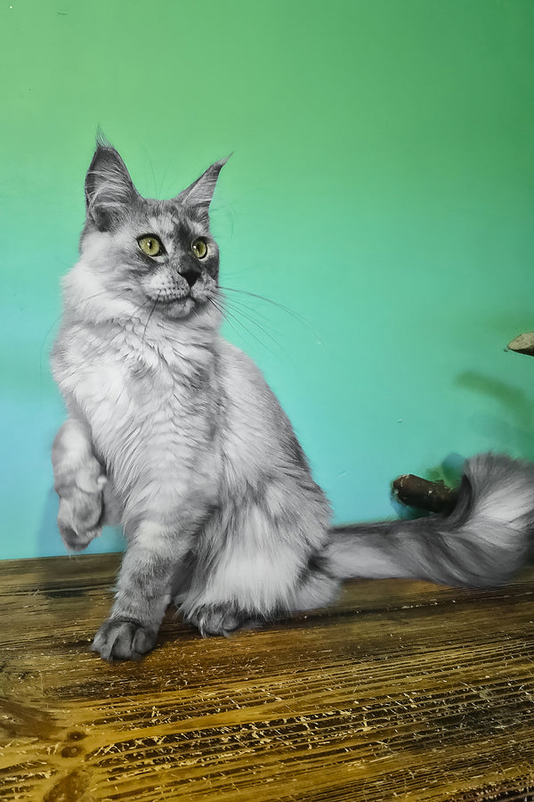 Novella | Maine Coon Kitten