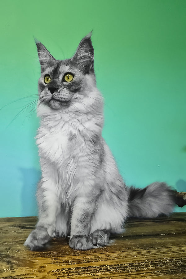 Novella | Maine Coon Kitten