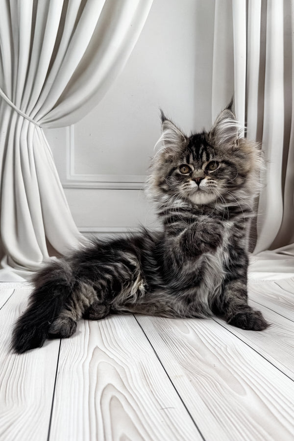 Nuf-nuf | Maine Coon Kitten