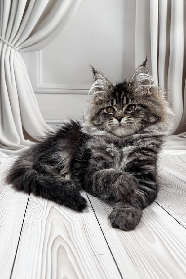 Nuf-nuf | Maine Coon Kitten