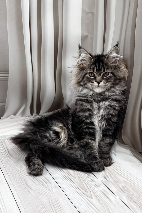 Nuf-nuf | Maine Coon Kitten