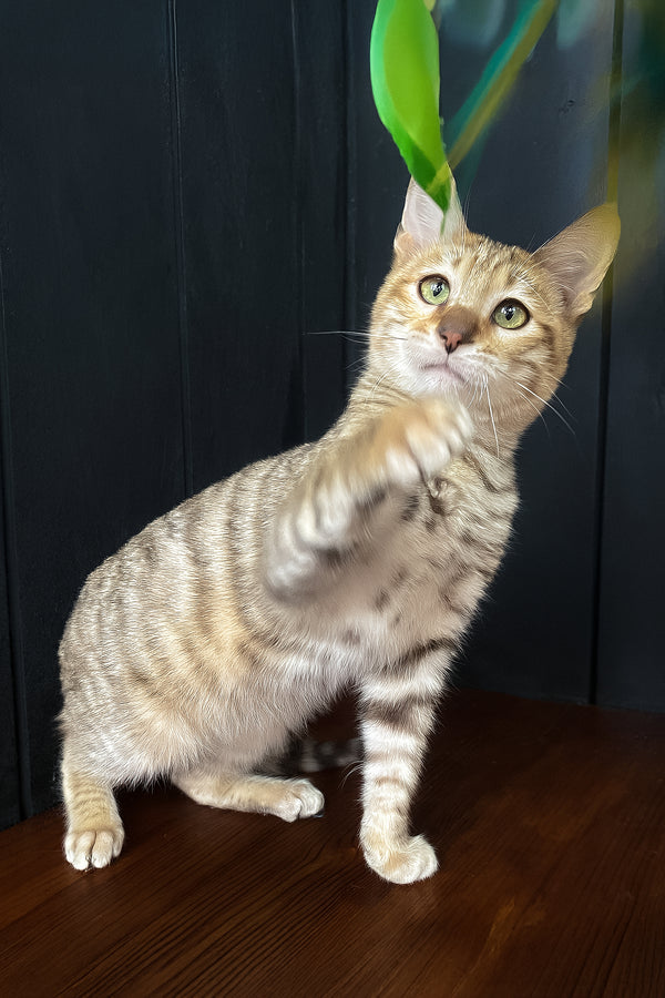 Nys | Toyger Kitten
