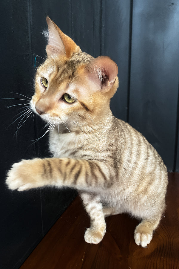 Nys | Toyger Kitten