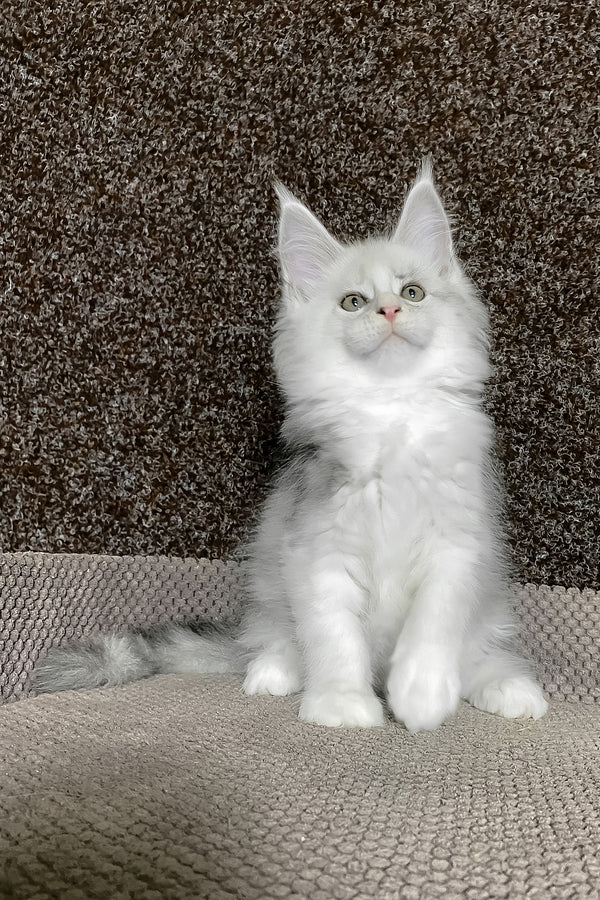 Oskar | Maine Coon Kitten