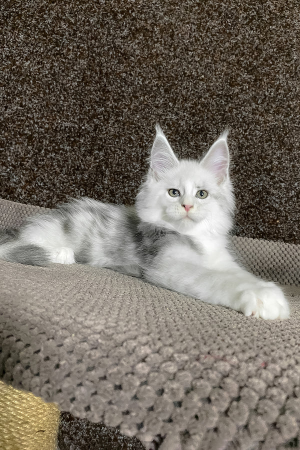 Oskar | Maine Coon Kitten