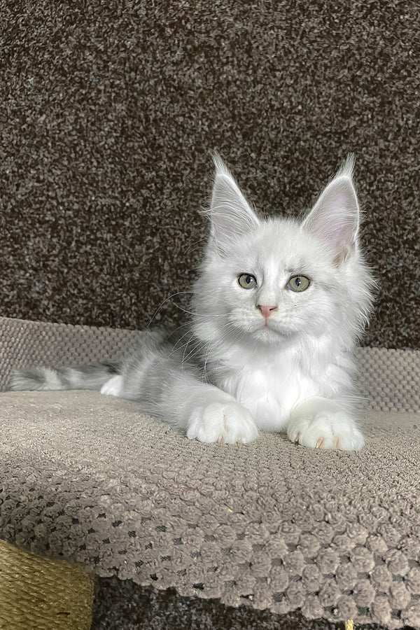 Oskar | Maine Coon Kitten