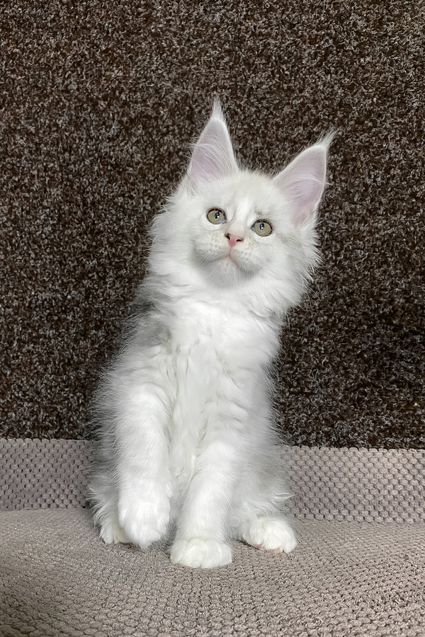 Oskar | Maine Coon Kitten