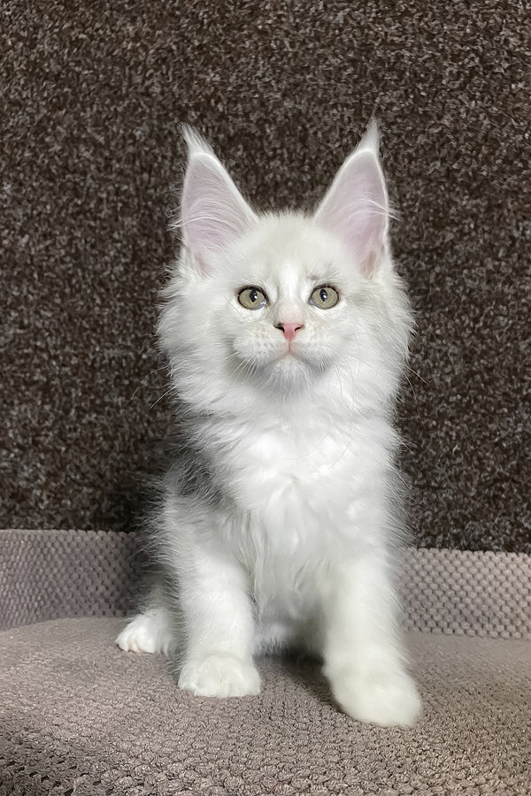 Oskar | Maine Coon Kitten