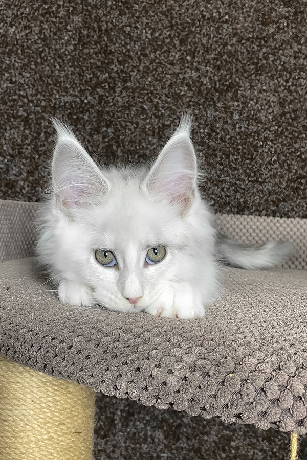 Oskar | Maine Coon Kitten