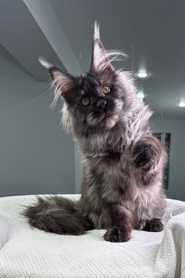 Ohara | Maine Coon Kitten