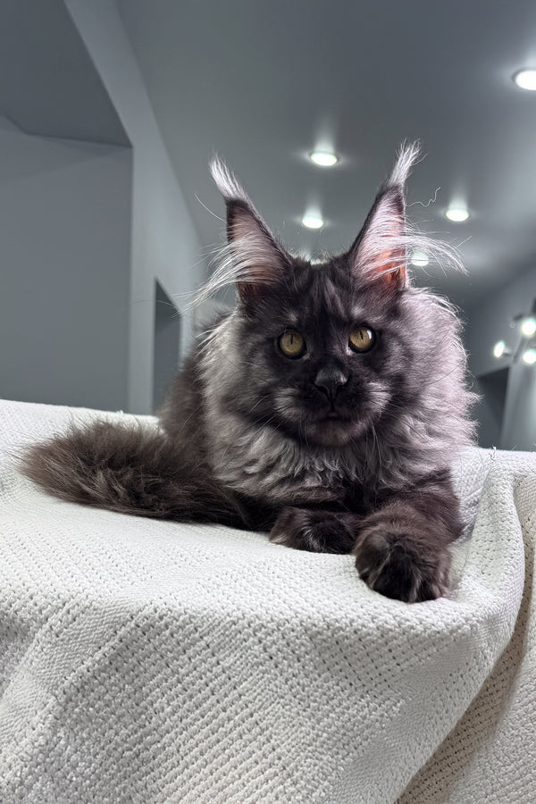 Ohara | Maine Coon Kitten