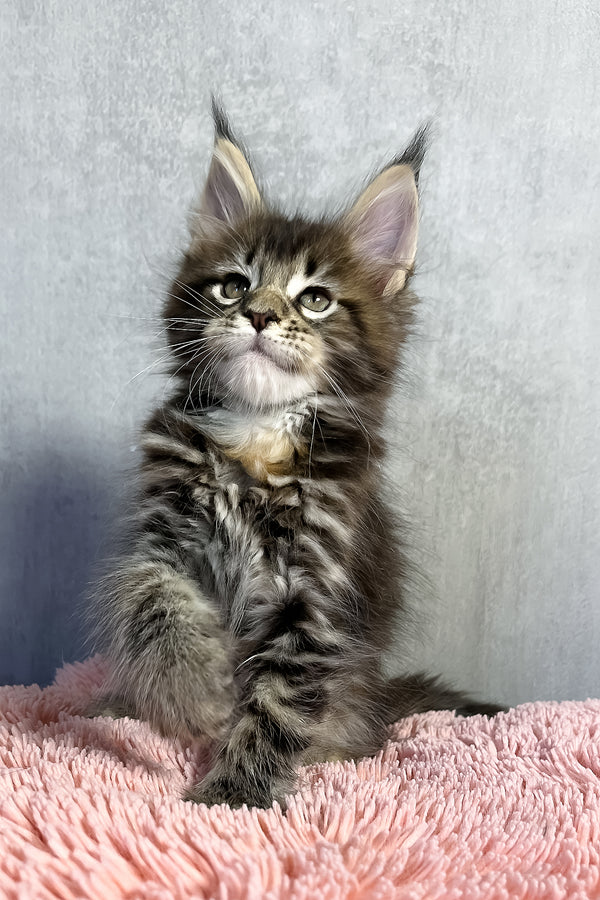 Ohara | Maine Coon Kitten