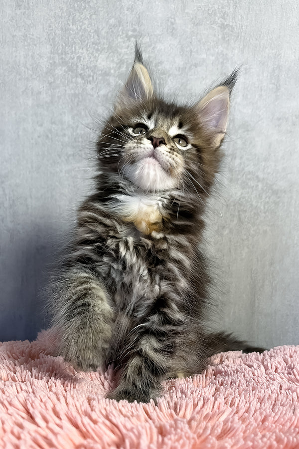Ohara | Maine Coon Kitten