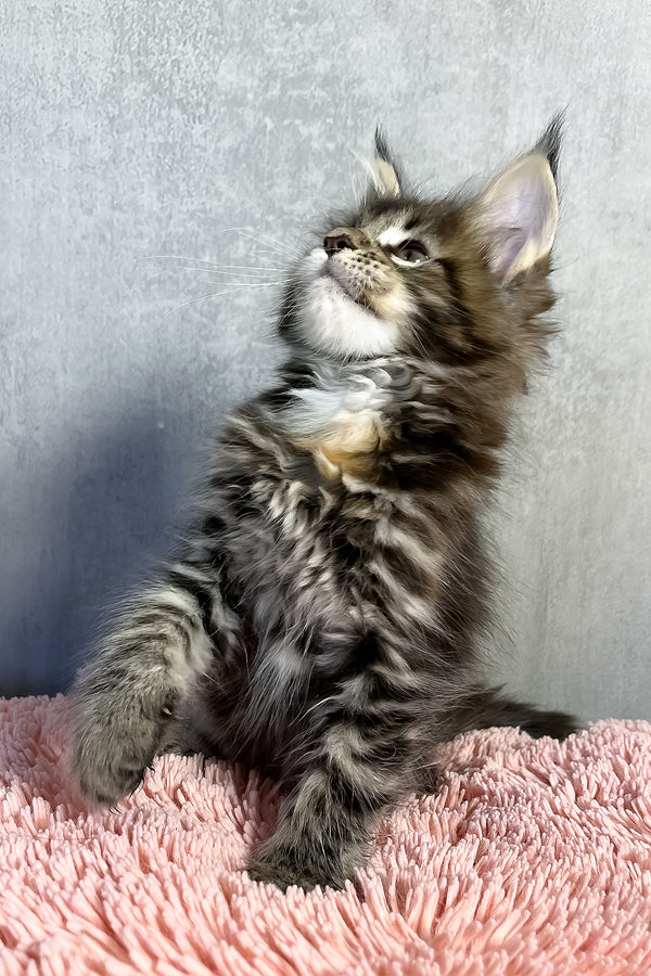 Ohara | Maine Coon Kitten