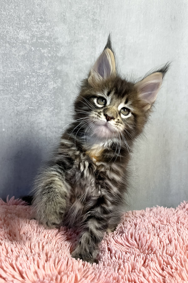 Ohara | Maine Coon Kitten