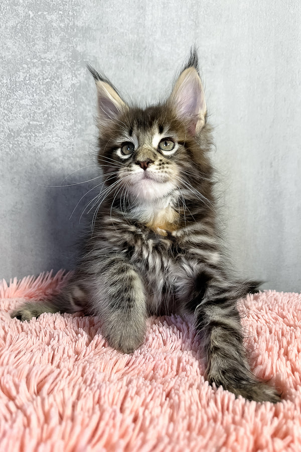 Ohara | Maine Coon Kitten