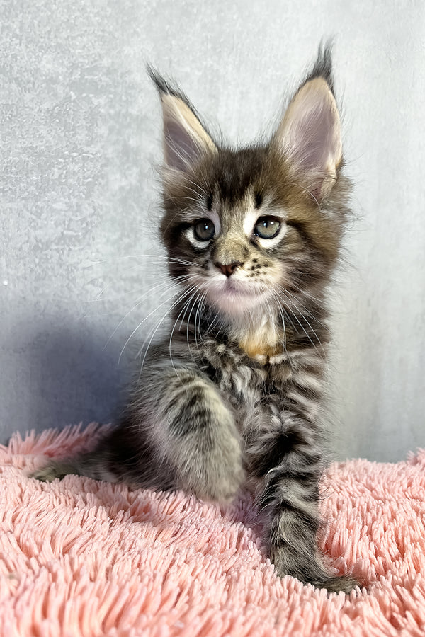 Ohara | Maine Coon Kitten