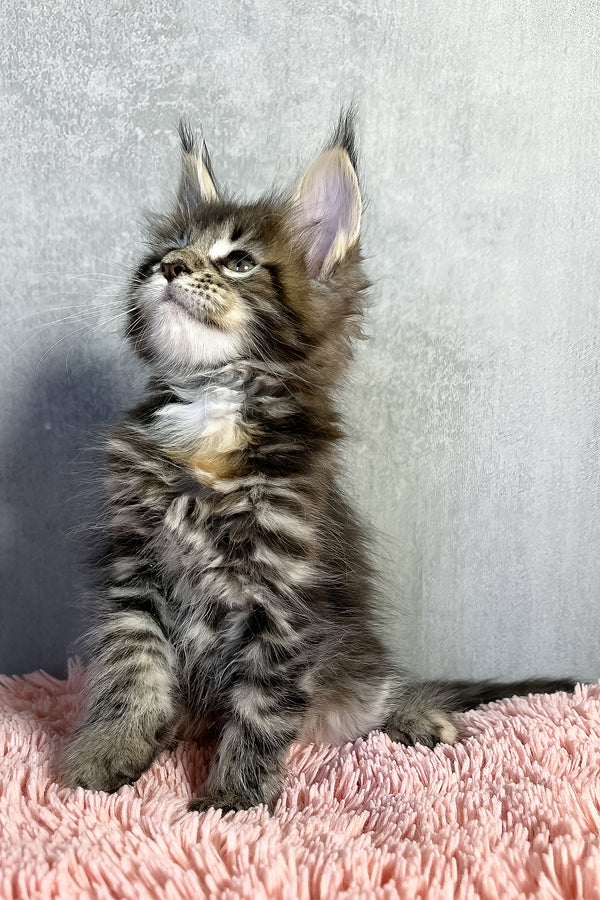 Ohara | Maine Coon Kitten