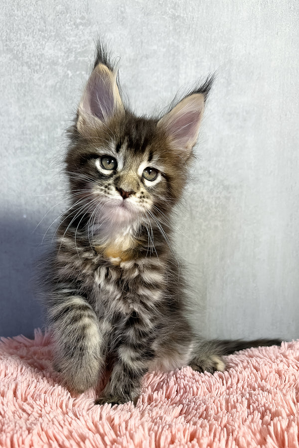 Ohara | Maine Coon Kitten