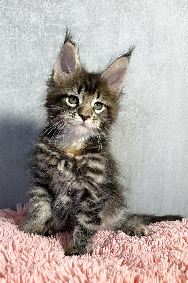 Ohara | Maine Coon Kitten