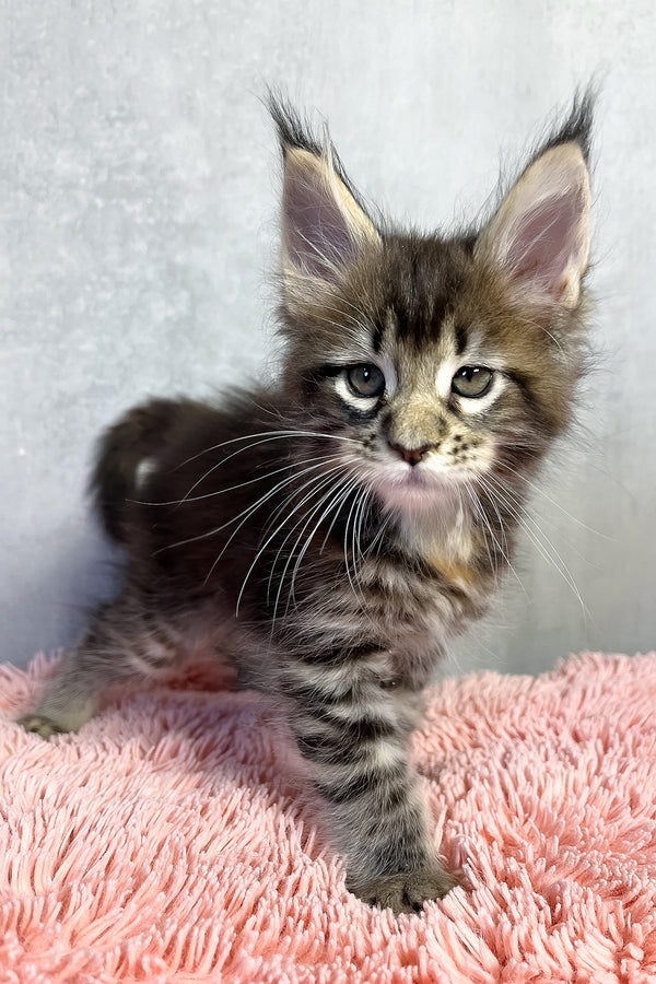 Ohara | Maine Coon Kitten