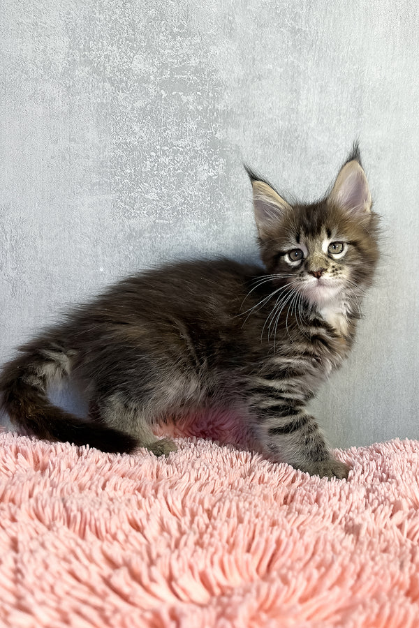 Ohara | Maine Coon Kitten
