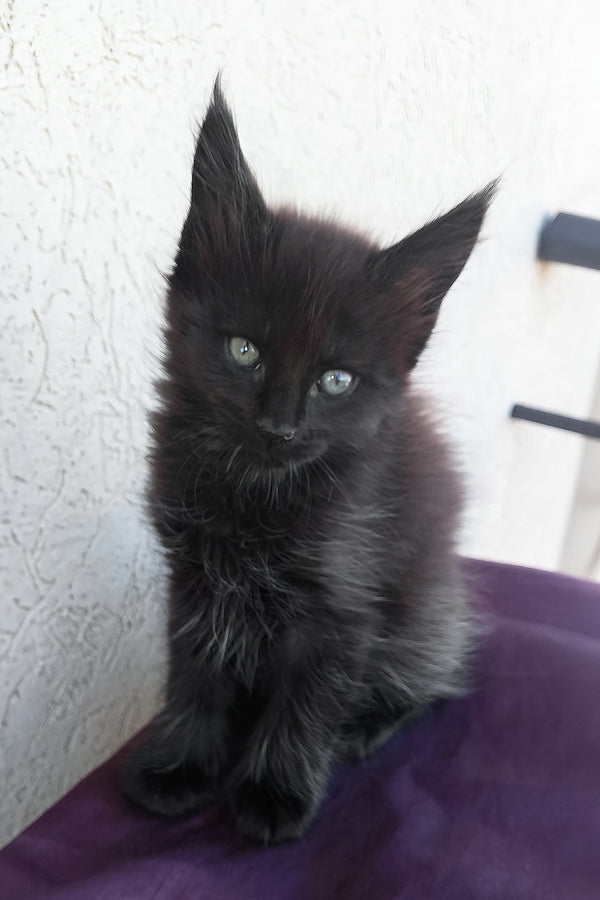 Obsidian | Maine Coon Kitten