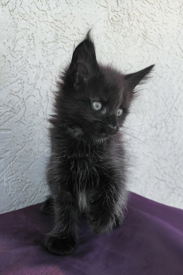 Obsidian | Maine Coon Kitten