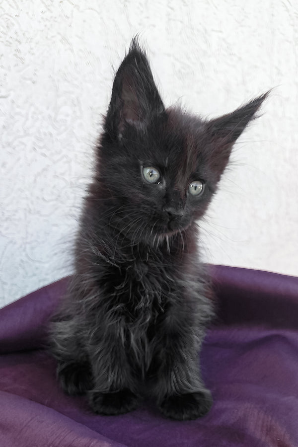 Obsidian | Maine Coon Kitten