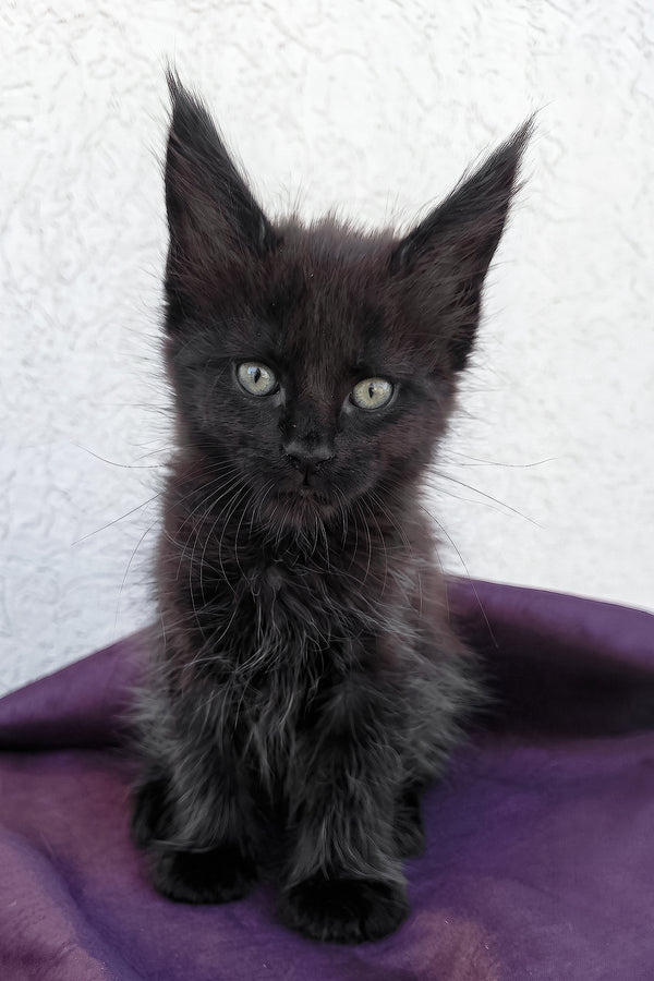 Obsidian | Maine Coon Kitten