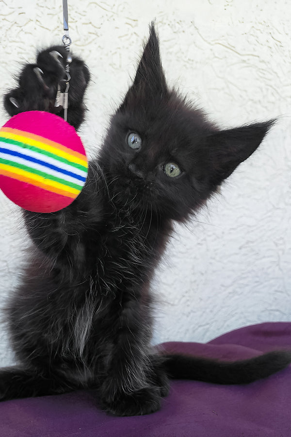 Obsidian | Maine Coon Kitten