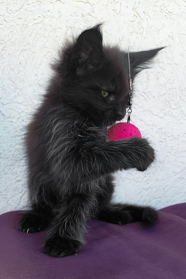 Obsidian | Maine Coon Kitten