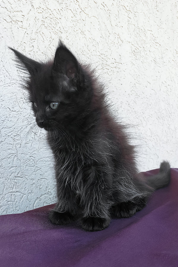 Obsidian | Maine Coon Kitten