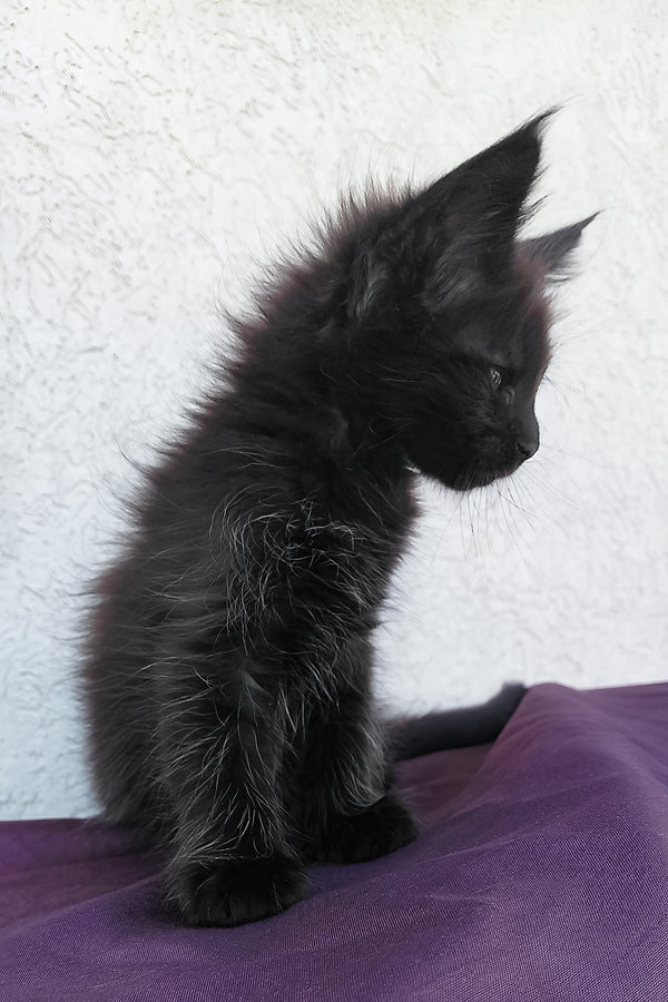 Obsidian | Maine Coon Kitten