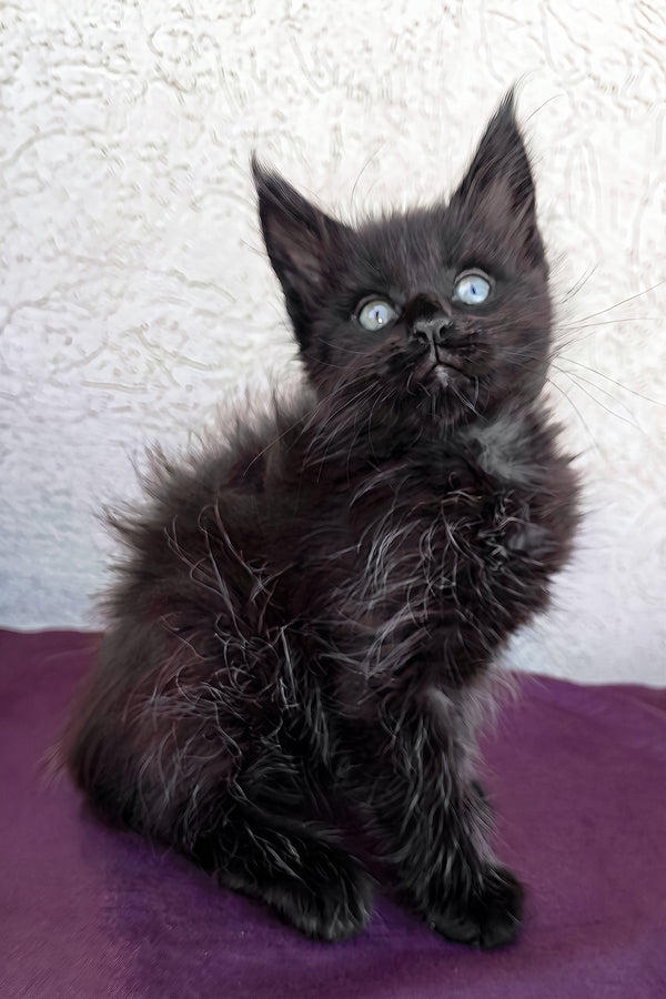 Obsidian | Maine Coon Kitten