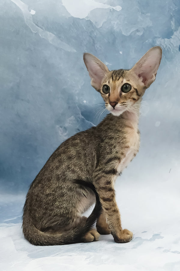 Odette | Oriental Shorthair Kitten