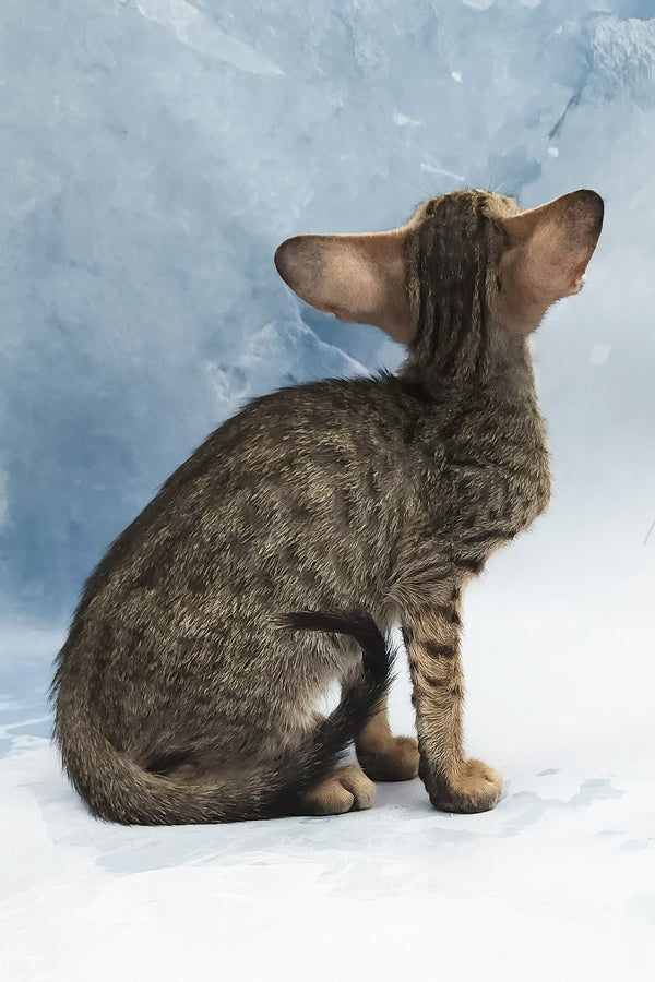 Odette | Oriental Shorthair Kitten
