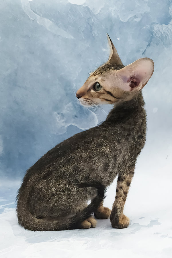 Odette | Oriental Shorthair Kitten