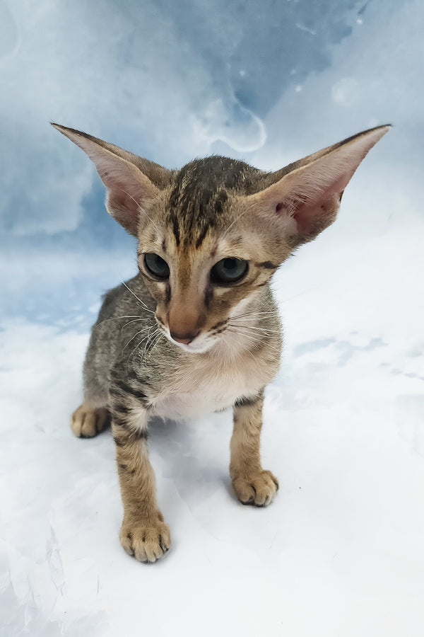 Odette | Oriental Shorthair Kitten