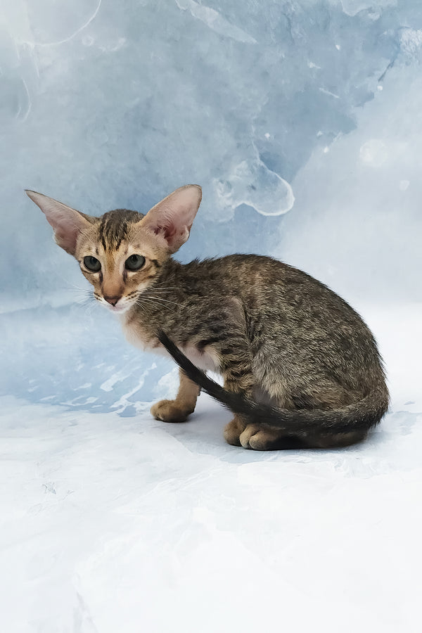 Odette | Oriental Shorthair Kitten