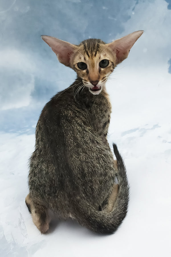 Odette | Oriental Shorthair Kitten