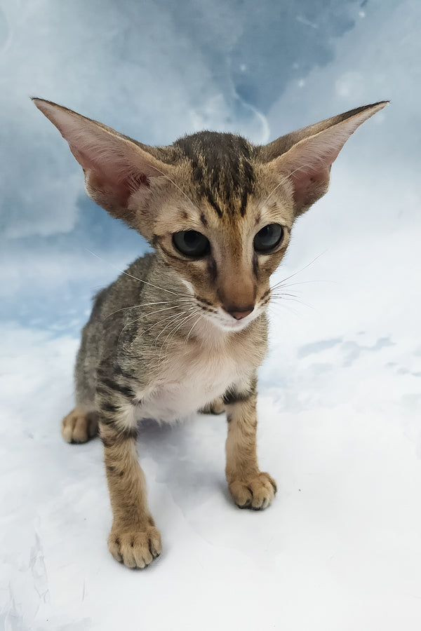 Odette | Oriental Shorthair Kitten
