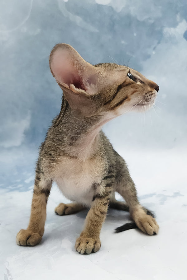 Odette | Oriental Shorthair Kitten