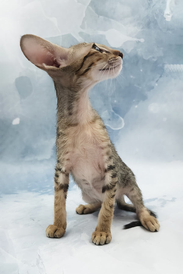 Odette | Oriental Shorthair Kitten