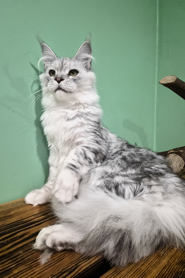 Ody | Maine Coon Kitten