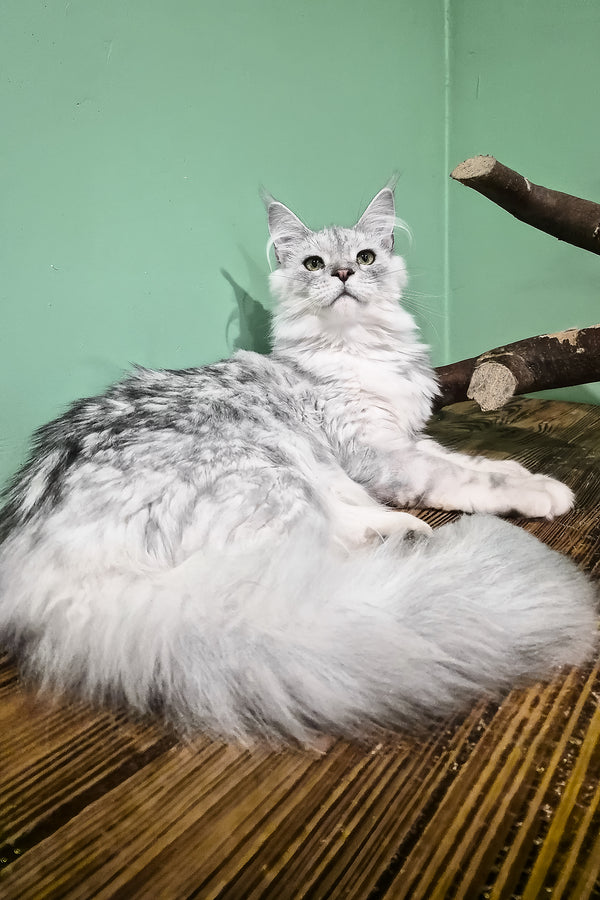 Ody | Maine Coon Kitten