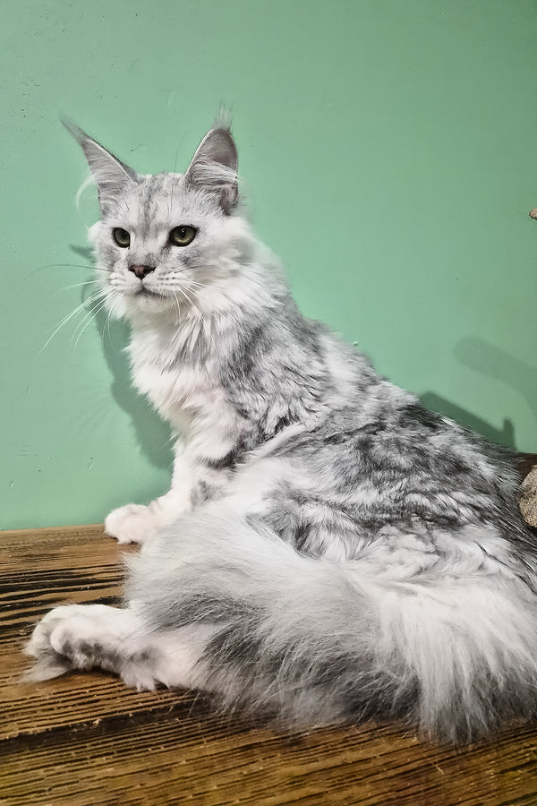Ody | Maine Coon Kitten
