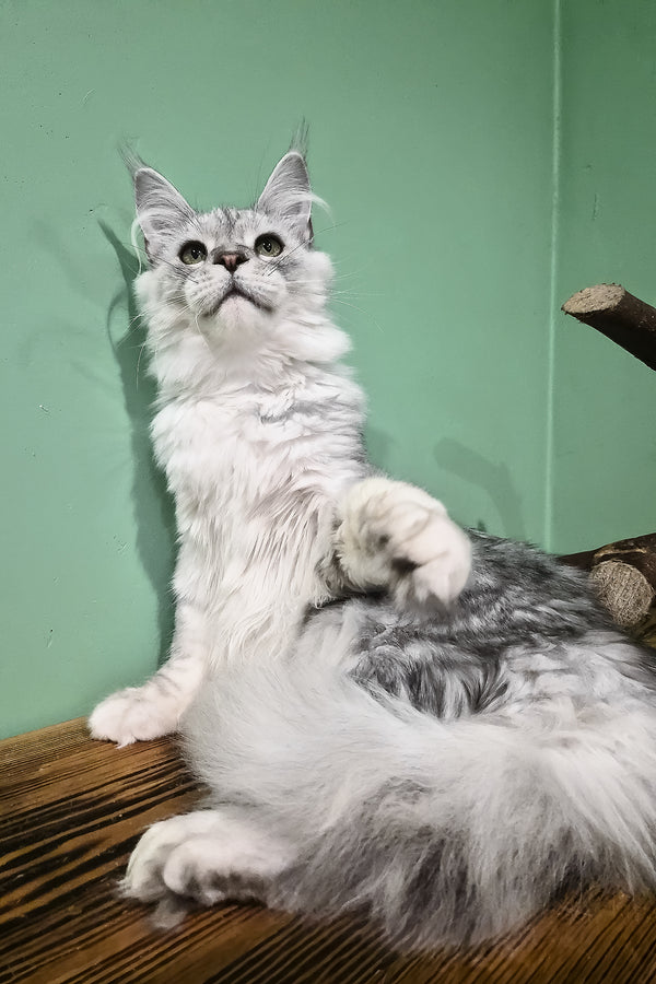 Ody | Maine Coon Kitten