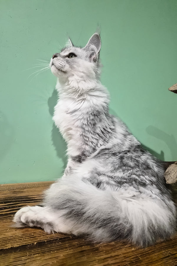 Ody | Maine Coon Kitten