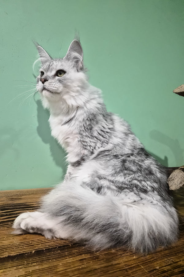 Ody | Maine Coon Kitten